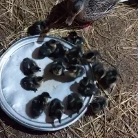 جوجه اردک نمایی