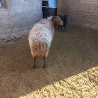 قوچ همو جوان و رشید