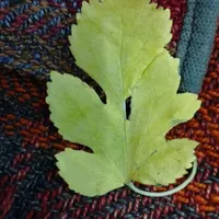 آقا هستم جویای کارم