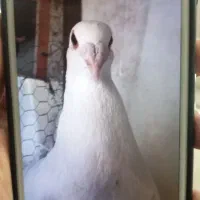 گمشده|پرنده|اصفهان, قهجاورستان|دیوار