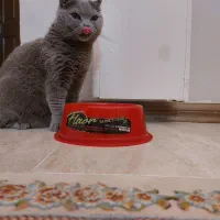 واگذاری غیر رایگان توله‌های اسکاتیش و بریتیش