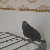 شادگان عبودی ساحلی 9