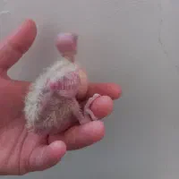 ۵عدد جوجه سرلاکی عروس هلندی ۲۵ روزه و ۱۵ روزه|پرنده|مرودشت, فیروزی|دیوار