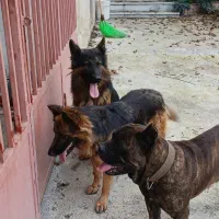 واگذاری کن کورسو|سگ|کلاچای, |دیوار