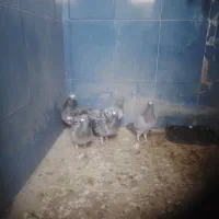 پلاکی گرفتنی