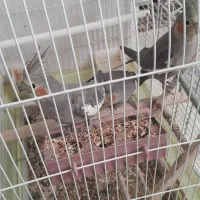 ۳ عدد عروس هلندی طوسی|پرنده|خمینیشهر, |دیوار