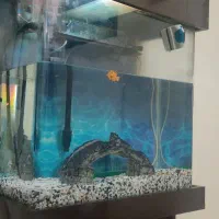 آکواریم ۶۰شیشه خم|ماهی|تهران, شهید فکوری|دیوار