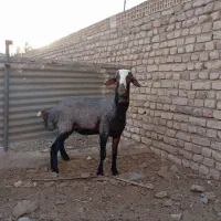 قوچ‌همو‌معاوضه‌بابره‌نر|حیوانات مزرعه|کاشان, دشت لتحر|دیوار