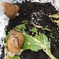 تخم حلزون آچاتینا