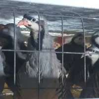 مرغ پرورشی حاجی آباد|پرنده|حاجی آباد, |دیوار