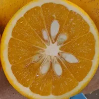 پرتقال رسمی شهسوار