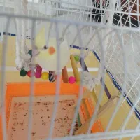 عروس هلندی نر