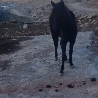 فروش کره اسب