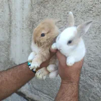 توله خرگوش|موش و خرگوش|بندر ماهشهر, |دیوار