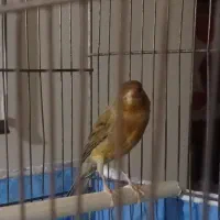 قناری نر سبز سوخته