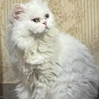پرشین فلت 1 ساله فروش یا جفتگیری