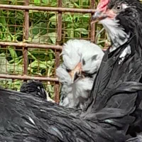 گلین تخم نطفه دار جوجه|حیوانات مزرعه|شیراز, پودنک|دیوار