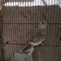 مرغ عشق انگلیسی وکوتوله وعروس هلندی مولد|پرنده|قم, هنرستان|دیوار