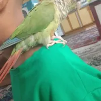 طوطی گیرنچک سخنگو|پرنده|شهریار, |دیوار
