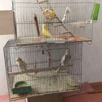 یک جفت عروس هلندی|پرنده|قیدار, |دیوار