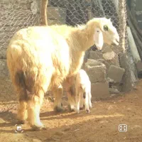 یک راس میش و بره