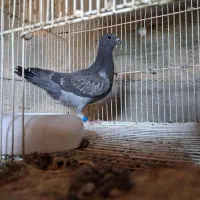 کبوتر چاپی