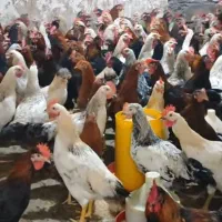 اردک|حیوانات مزرعه|رشت, فلسطین|دیوار