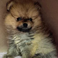 پاممراانین خرسی عروسکی