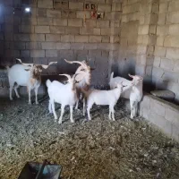 بز سانن