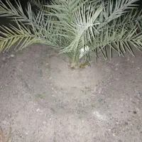 فسیل گلوته نمدادی