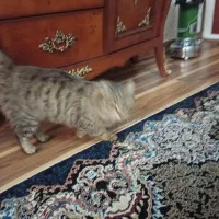 گربه|گربه|یزد, |دیوار