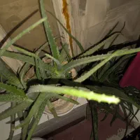 گل آلوورا بزرگ|گل و گیاه طبیعی|سیرجان, |دیوار