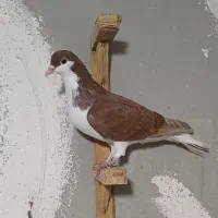 کبوتر ساده چپ سرخ