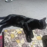 واگذاری گربه خانگی