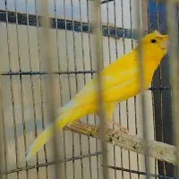 قناری ماده آماده۹۰۰