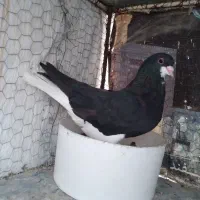 خوشرنگ نر