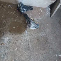 کبوتر|پرنده|ماهدشت, |دیوار