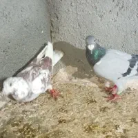 دو عددنر آلمانی