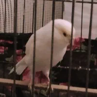 قناری ماده رسمی بلند|پرنده|تهران, باغ خزانه|دیوار