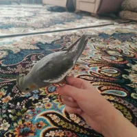 طوطی عروس هلندی|پرنده|کرمانشاه, |دیوار
