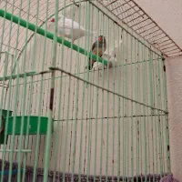 فنج جفت وتکی۱۰۰ هزار تومان|پرنده|تبریز, |دیوار