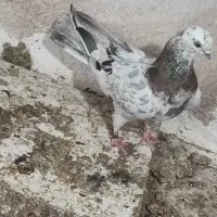 کفتر کبوتر سرول ماده درشت