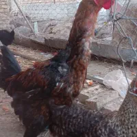 جوجه خروس لاری اصل