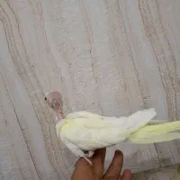 عروس هلندی دستی|پرنده|مرند, |دیوار