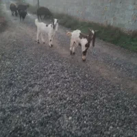 بزغاله نر|حیوانات مزرعه|سرخه, |دیوار