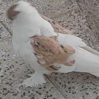 پرپا گلی تزئینی|پرنده|تربت‌حیدریه, رضاشهر|دیوار