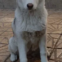 سگ هاسکی ۱ساله گمشده