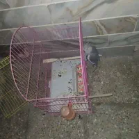 عروس هلندی|پرنده|رامیان, |دیوار