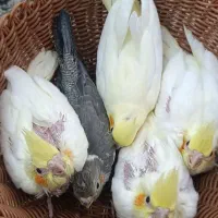 جوجه عروس هلندی|پرنده|کرمان, |دیوار