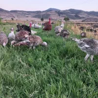 بوقلمون نر|حیوانات مزرعه|مینودشت, |دیوار